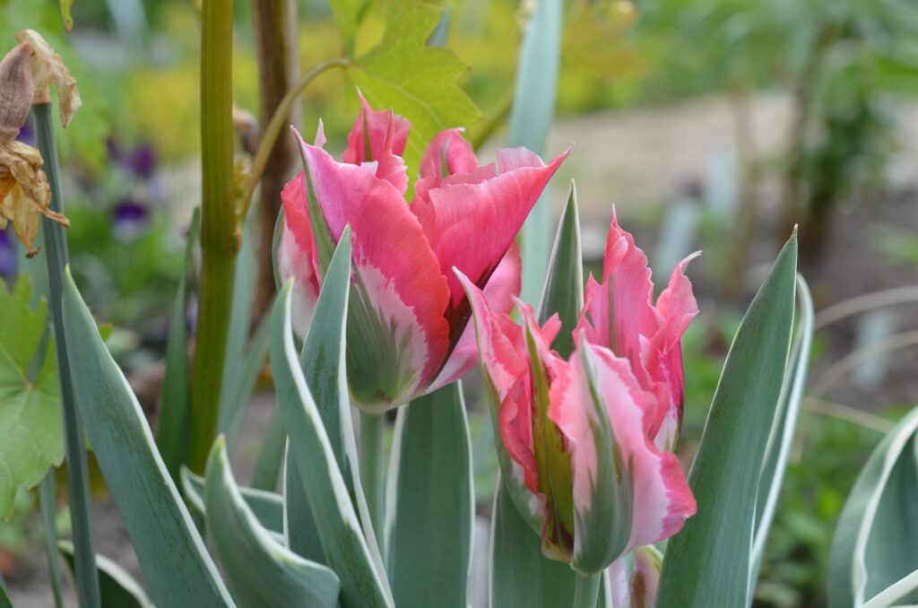 Tulipa 'Quốc tế ngữ'