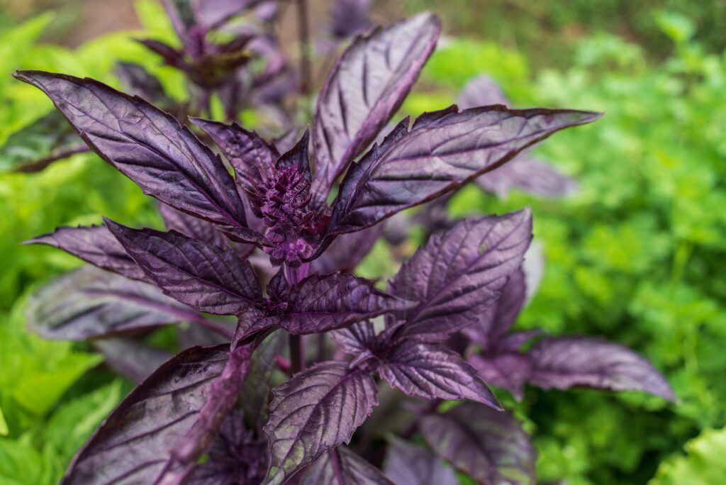 Fresh dark purple sweet basil leaves close up.