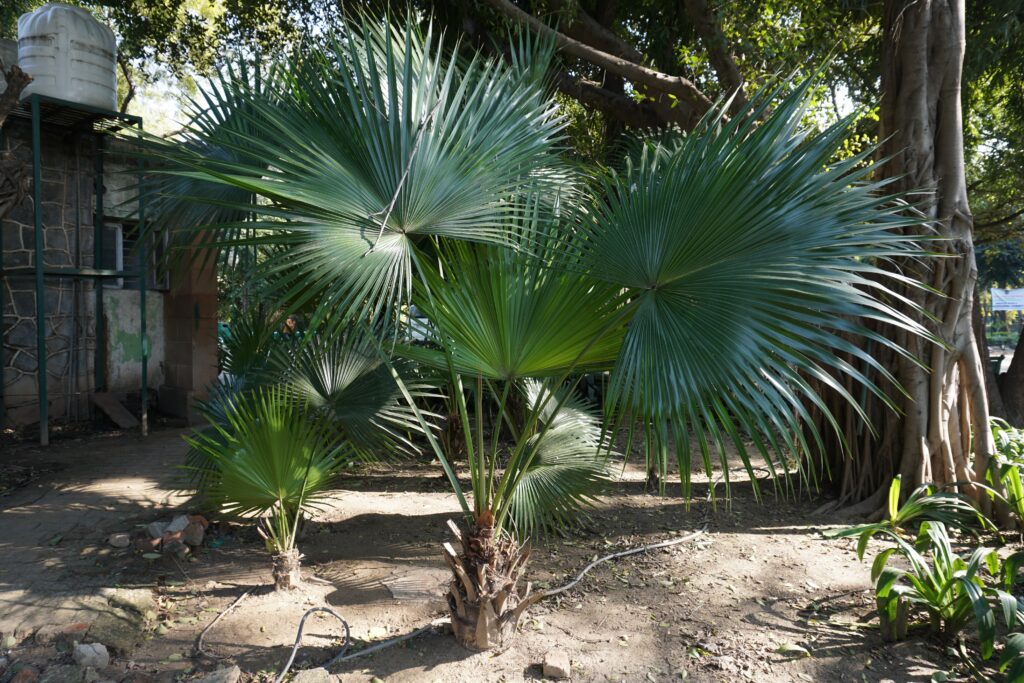 Chinese fan palm