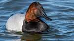 Canvasback