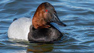 Canvasback Duck Swimming