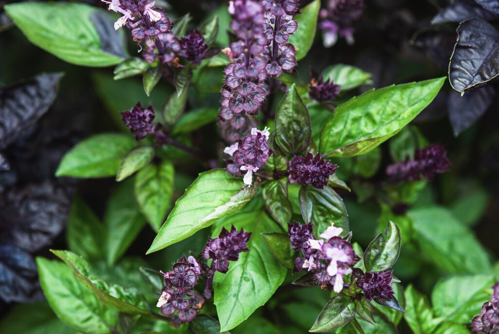 Cinnamon basil and plants with green leaves and purple flowers growing in summer garden.