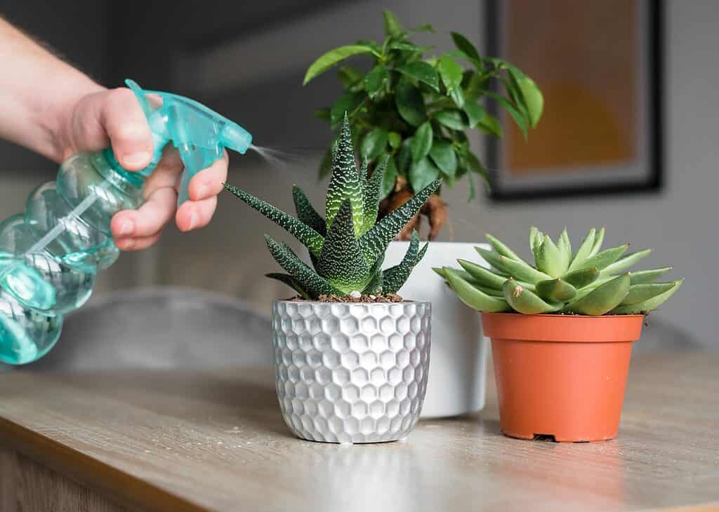 Watering succulents with a spray bottle