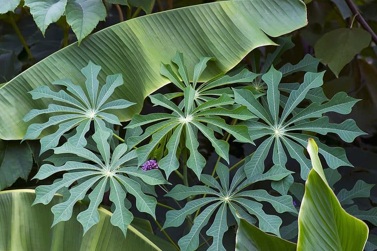 Hardy tapioca plants (Manihot grahamii).