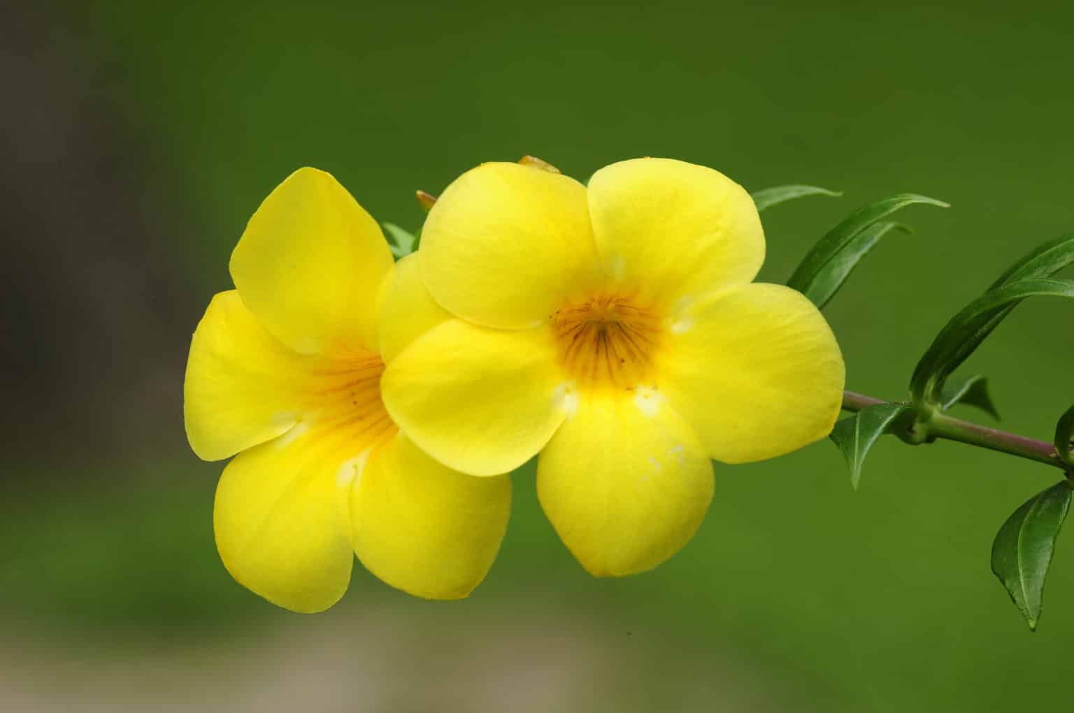 National Flower Of Brazil Information