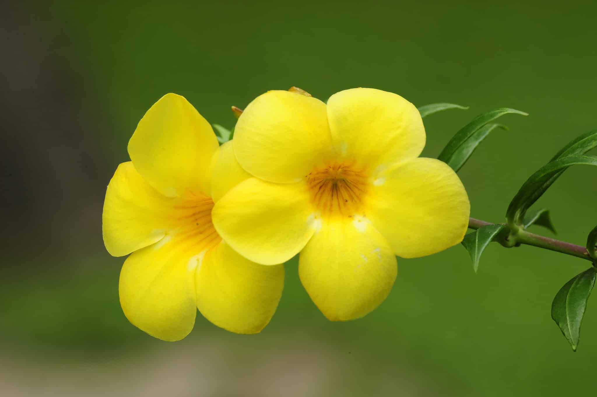 Discover the National Flower of Brazil: The Golden Trumpet - A-Z Animals