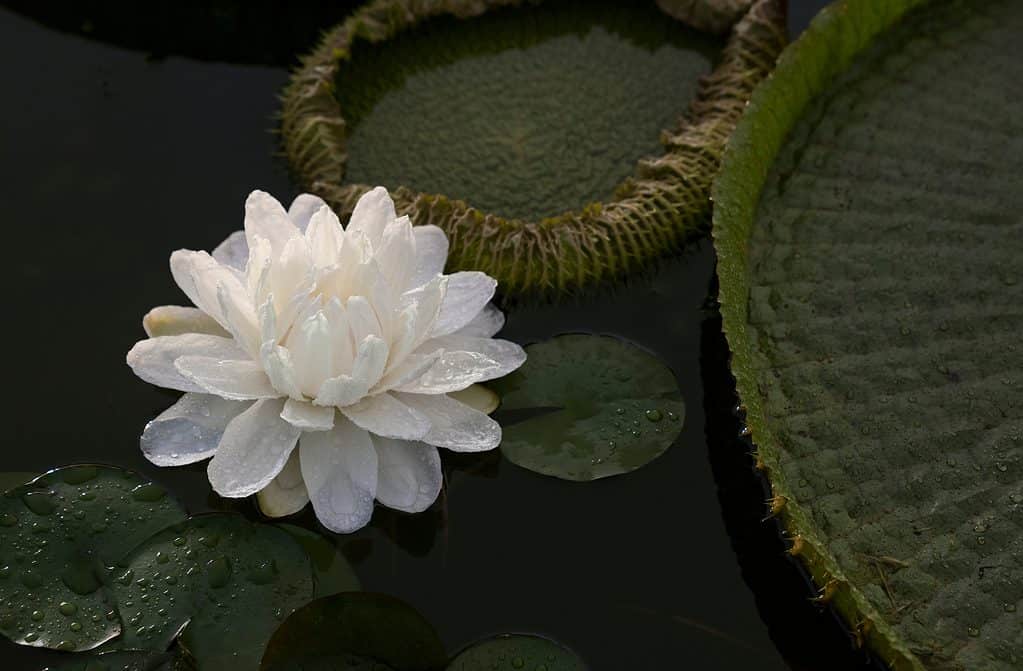 Closeup view of a giant water lily blooming at night in the pond.