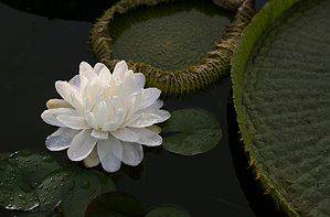 Discover The National Flower of Guyana: The Giant Water Lily Picture