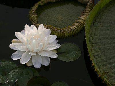 A Discover The National Flower of Guyana: The Giant Water Lily