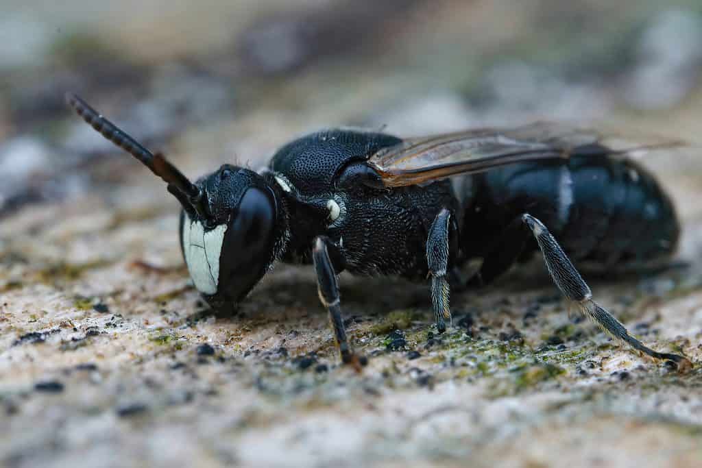 Hylaeus hyalinatus Macro close-up of a yellow face bee. The bee is facing frame left at a slight angle. The Bee’s body is primarily black. The bee’s face has four distinct patches of cream color on it.