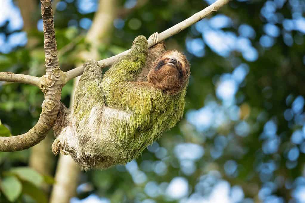 The brown-throated sloth (Bradypus variegatus) is a species of three-toed sloth found in the Neotropical realm of Central and South America