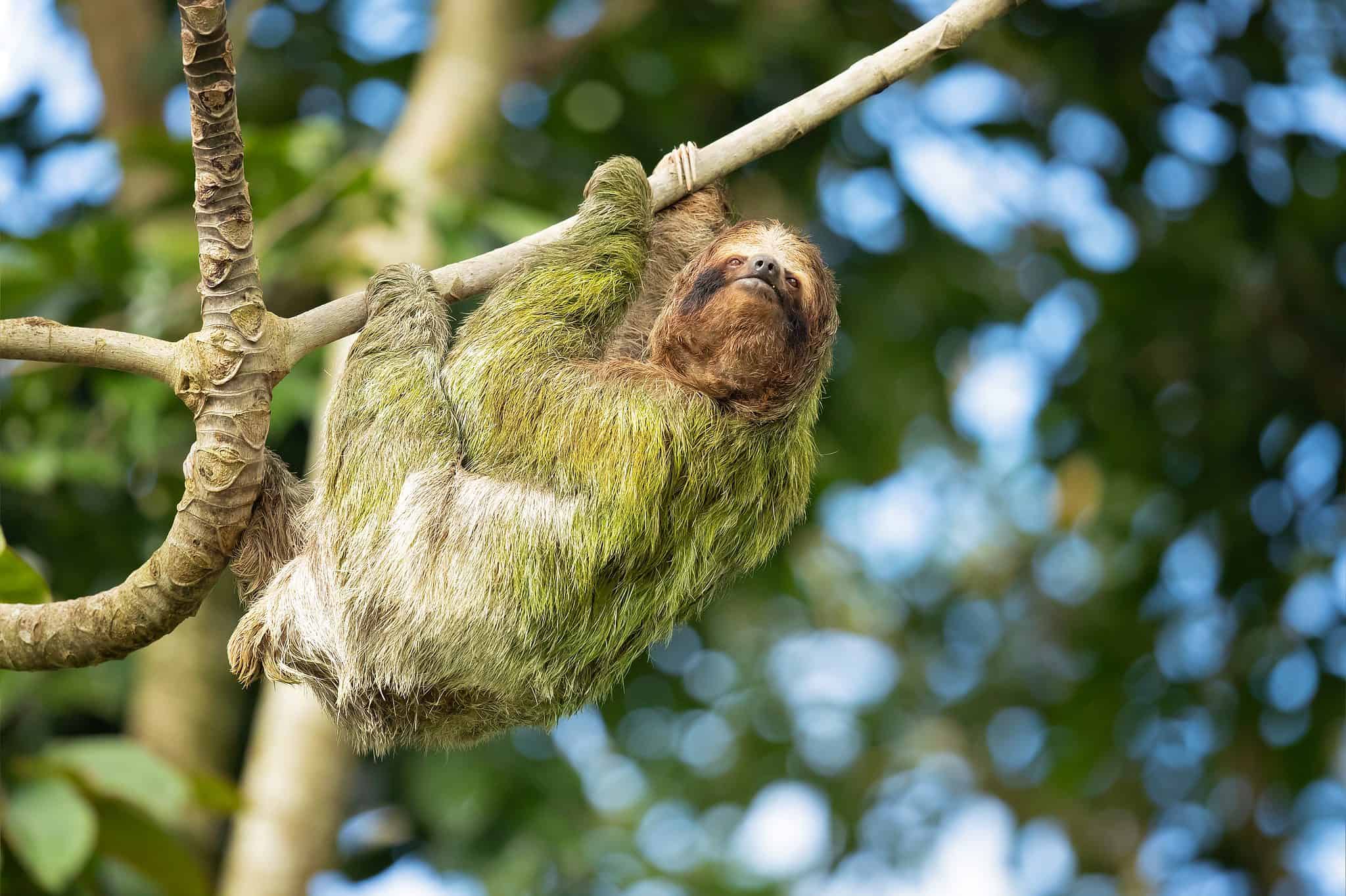 explore-these-20-amazing-zoos-with-sloths