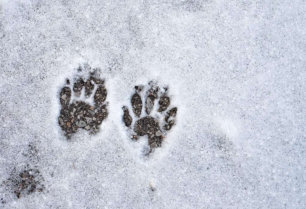 A skunk's tracks in the snow
