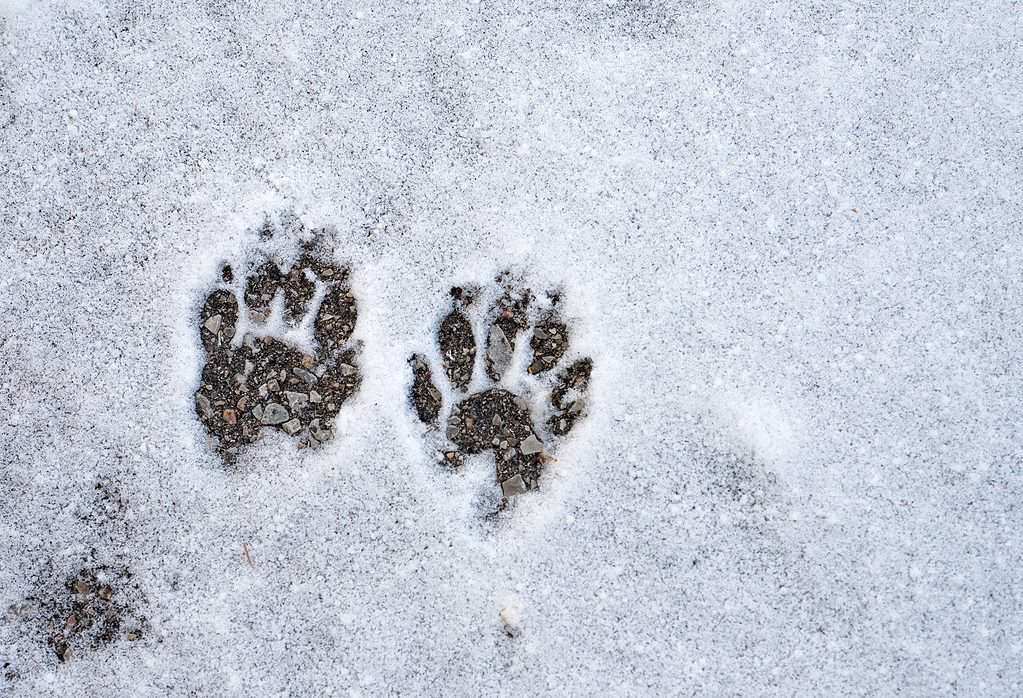 Skunk Footprints In Snow