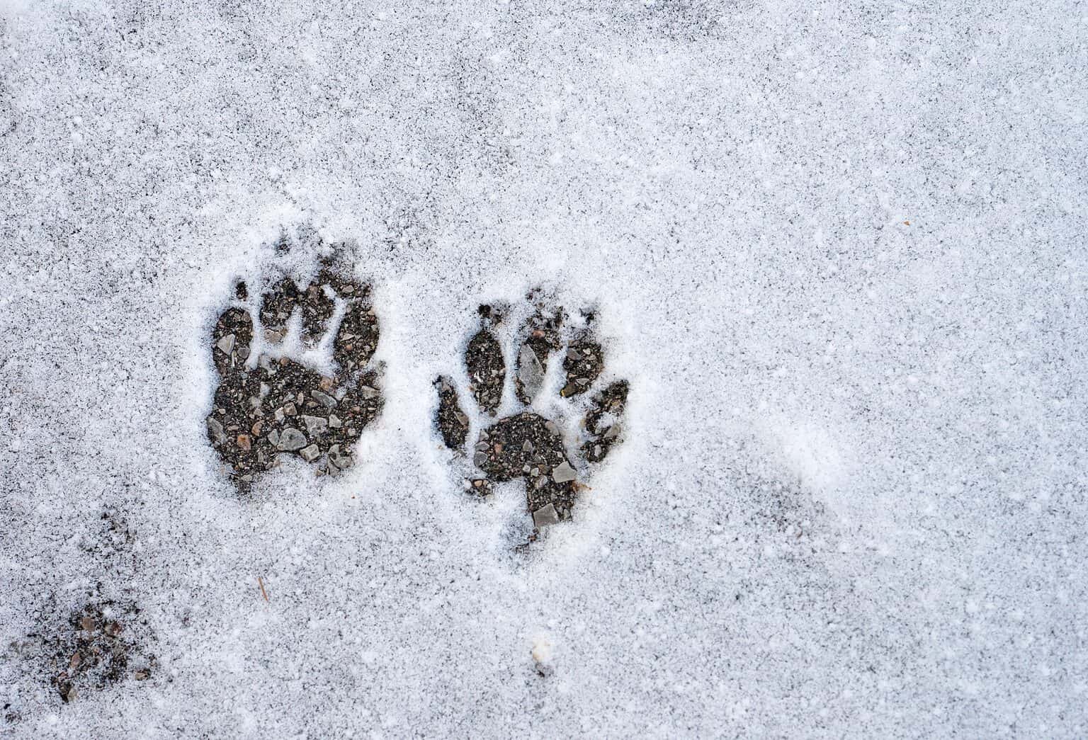 Skunk Tracks: Identification Guide for Snow, Mud, and More - A-Z Animals