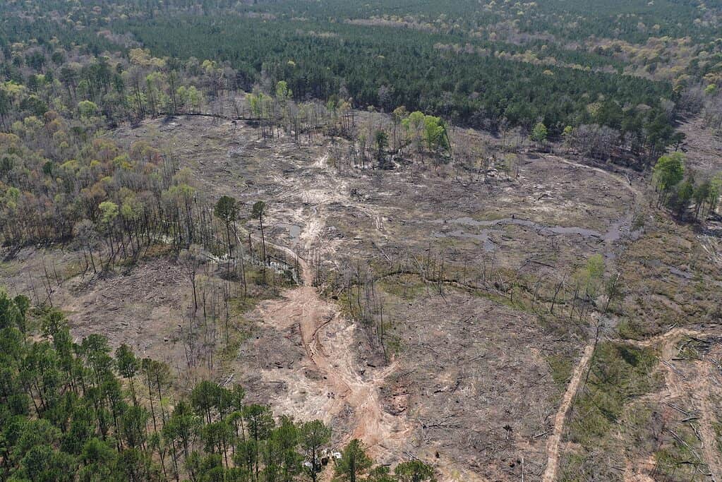 Aerial View of Kisatchie National Forest in Louisiana