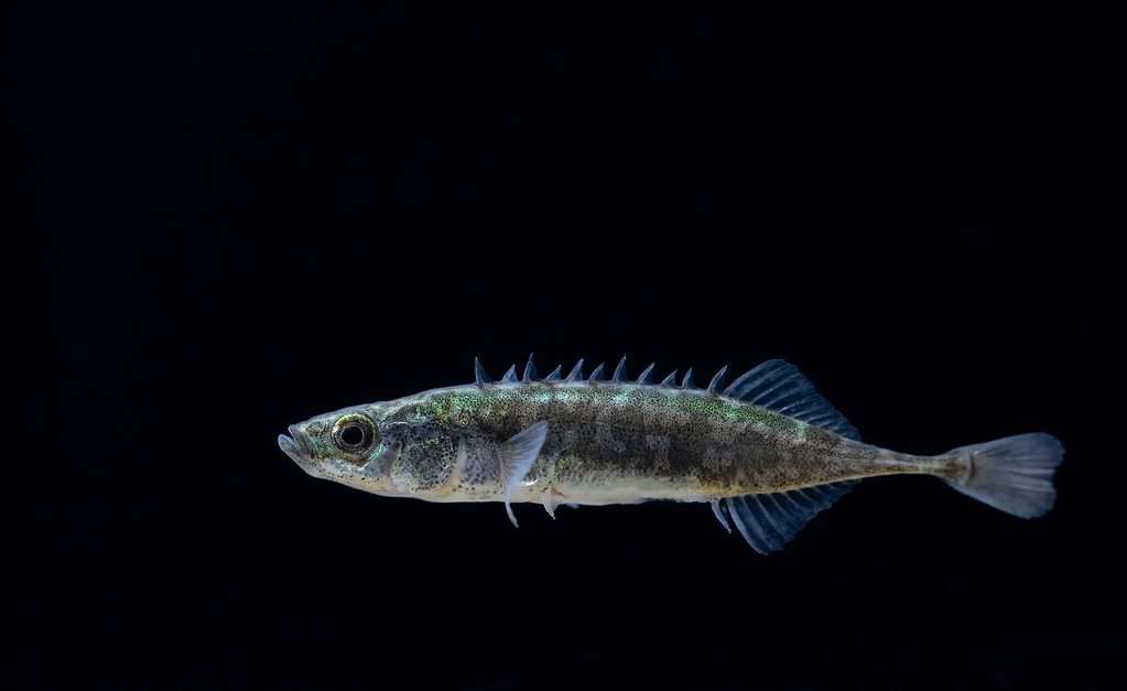 The ninespine stickleback (Pungitius pungitius), also called the ten-spined stickleback