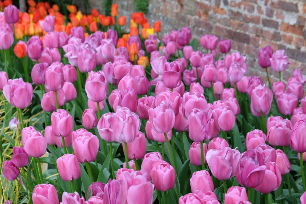 Hoa tulip màu tím kiêu hãnh