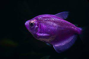 7 Freshwater Purple Fish To Liven Up Your Aquarium Picture
