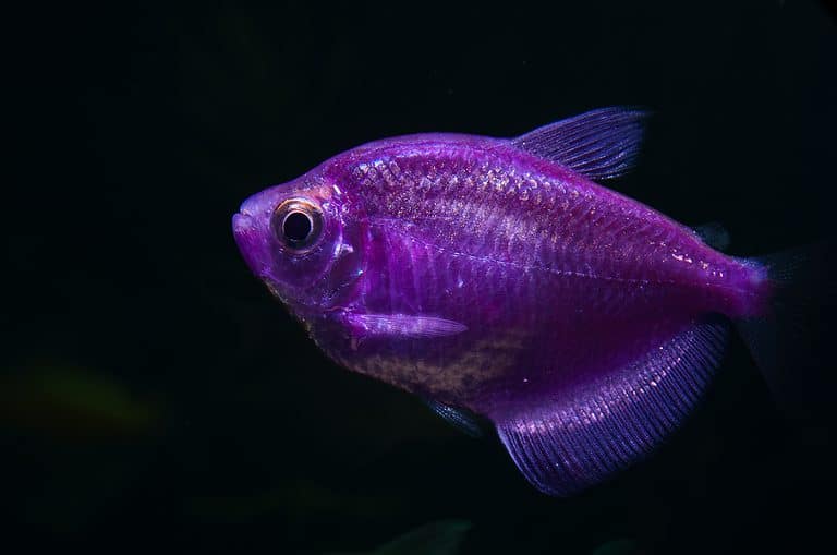 Purple colored GloFish®