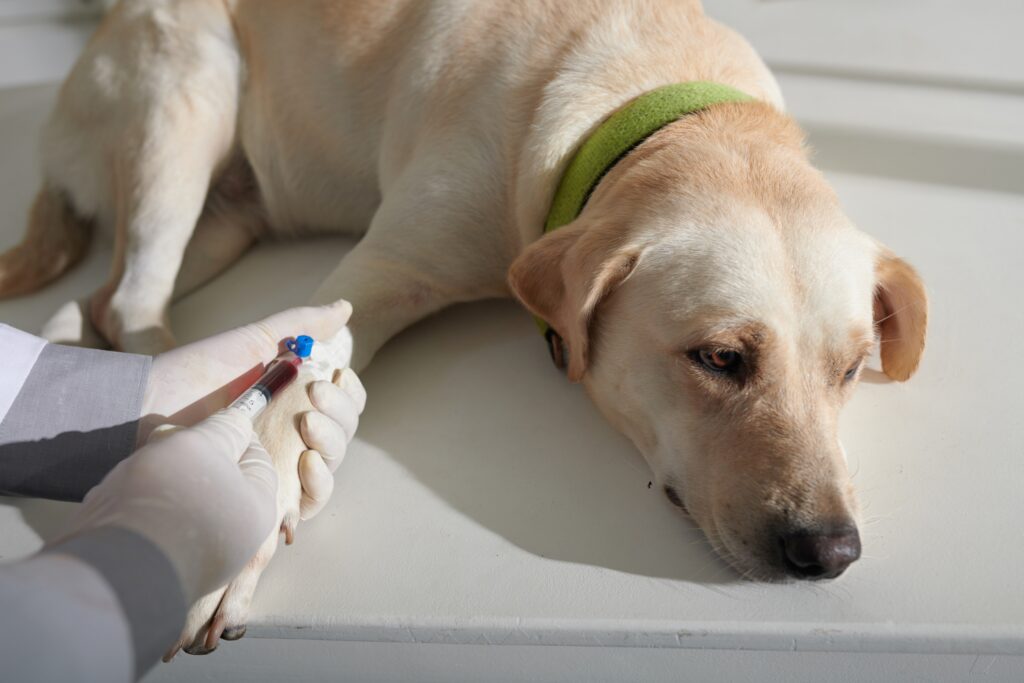 Veterinarian drawing blood from dog