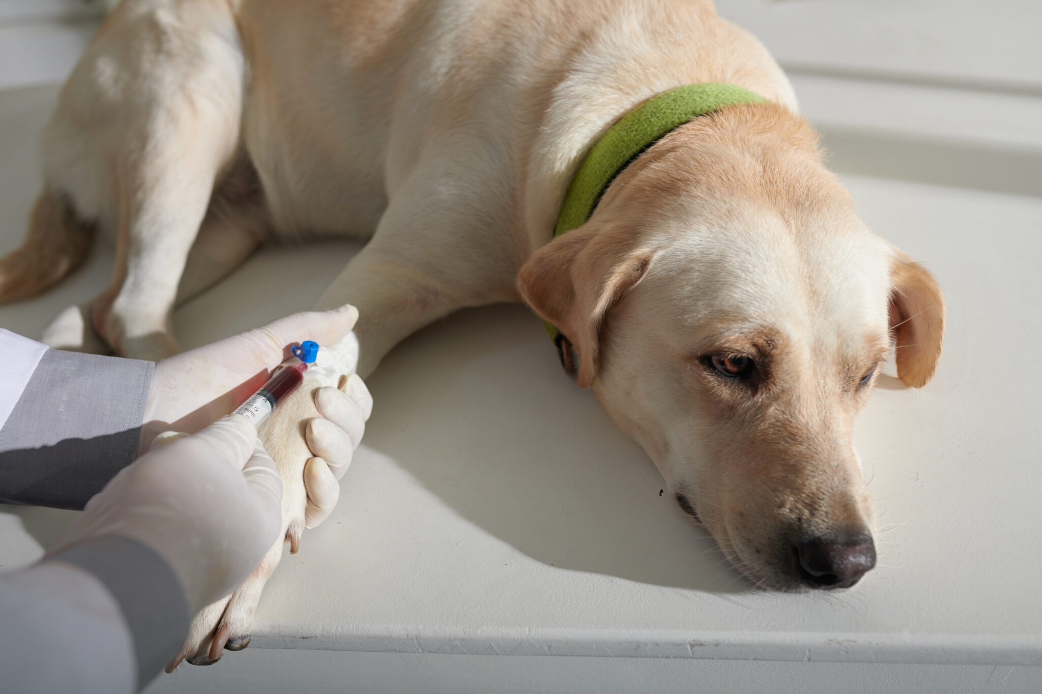 7 Reasons Dogs Have High White Blood Cell Counts and What To Do About ...