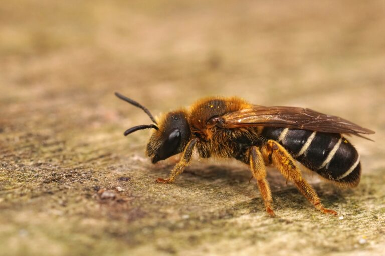 Closeup on a female Orange legged furrow bee, Halictus rubicundus sitting on a piece of wood. The bee is facing the left. The bee is mostly dark brow-to-black with slender creamy-yellow bands on its dark abdomen.