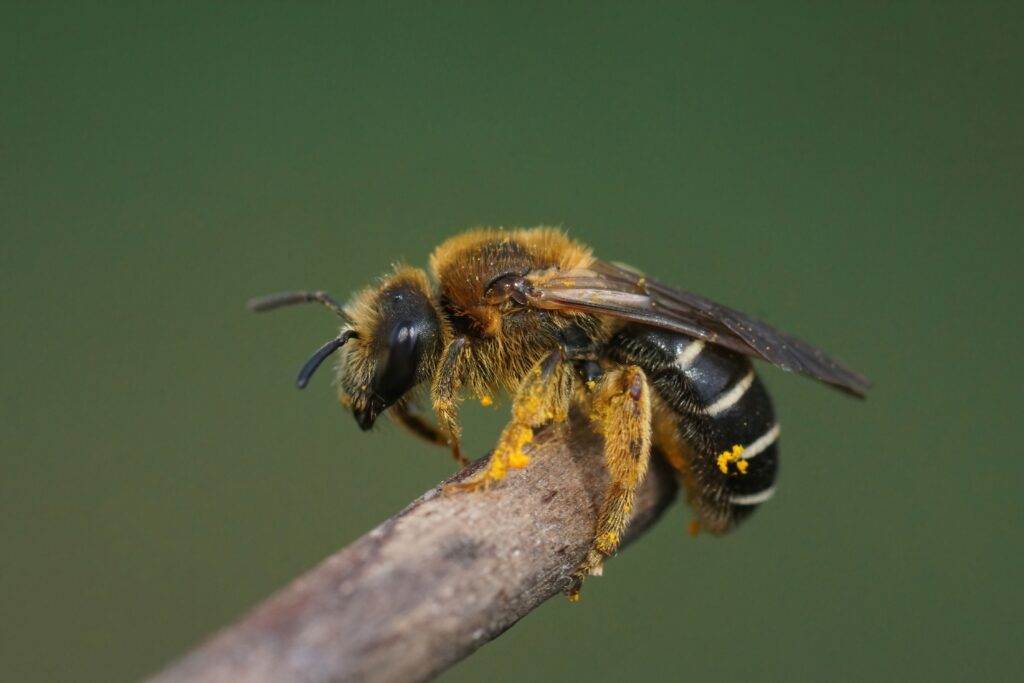 Closeup on a fresh emerged female Orange-legged furrow bee, Halictus rubicundus on a twig against a green background. Th bee is center frame facing left.