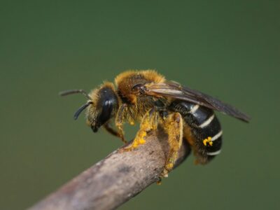 A Furrow Bee