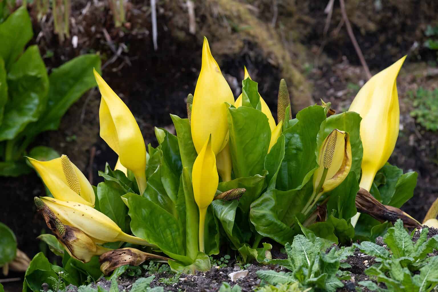 15 StrongestSmelling Flowers Ever AZ Animals