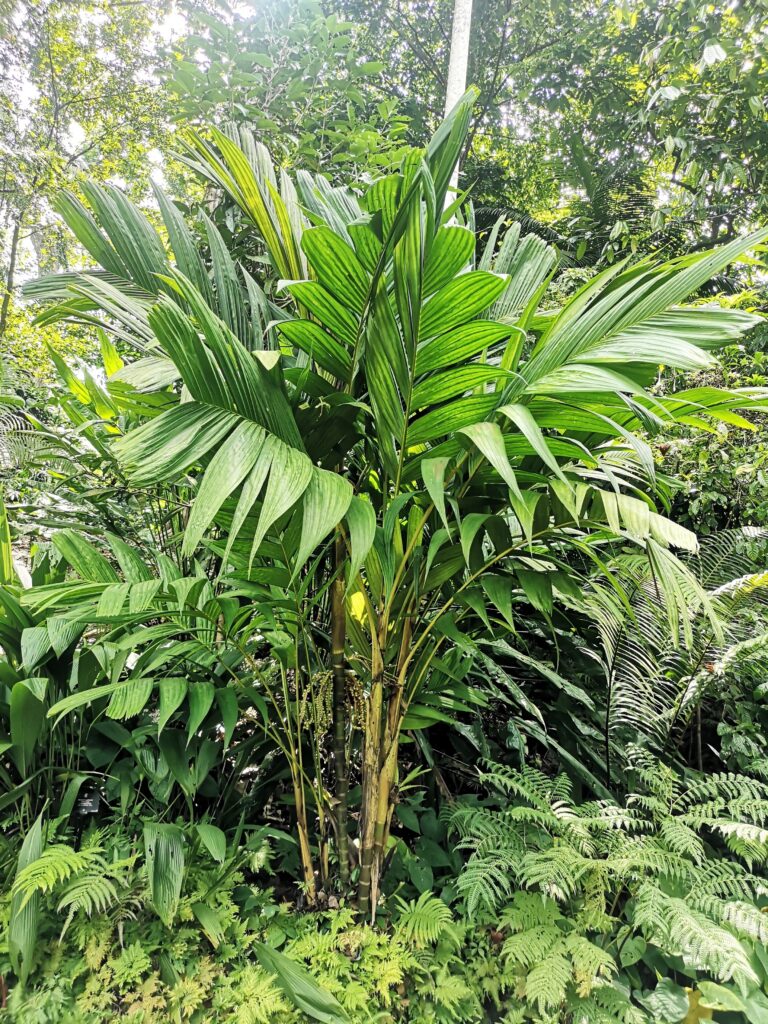 Ivory cane palm