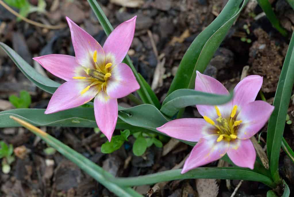 Aucher tulips