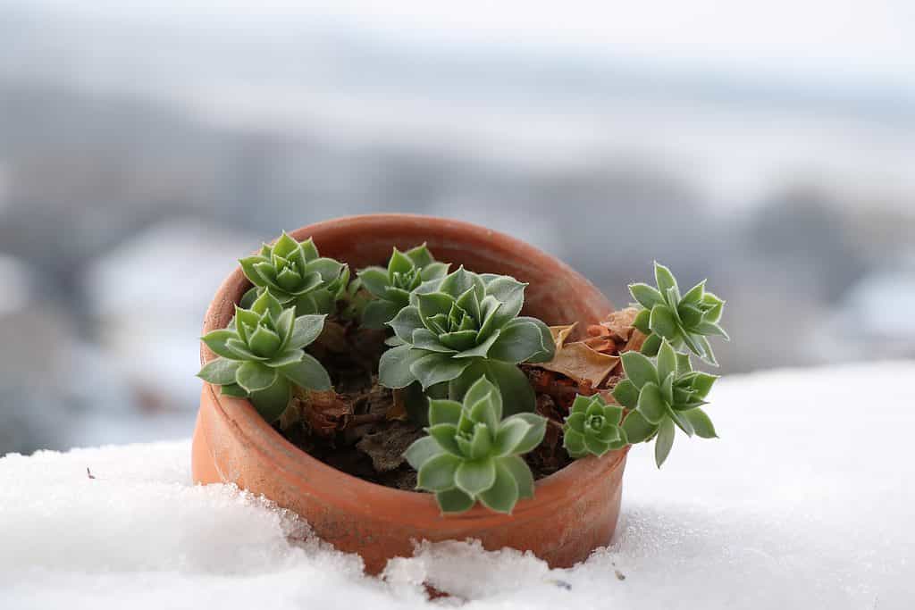 A potted succulent plant in snow