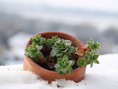 A Can Succulents Survive Winter? 10 Tips for Keeping Them Alive