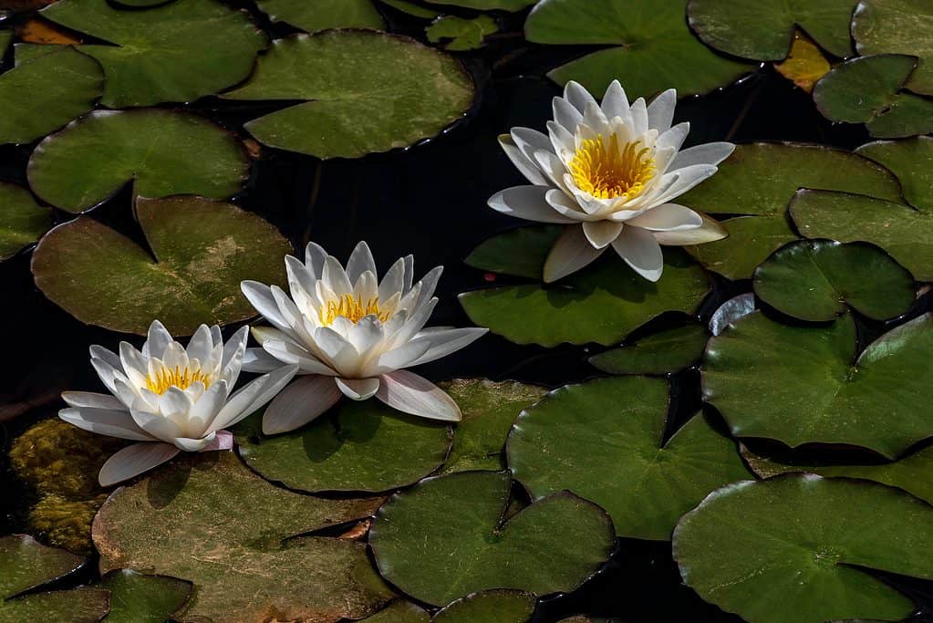Egyptian lotus has a striking, bright white color with yellow stamens