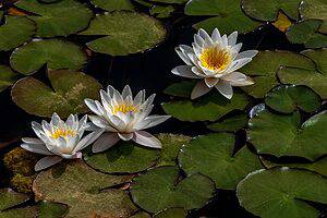 Water Lily: Meaning, Symbolism, and Proper Occasions Picture