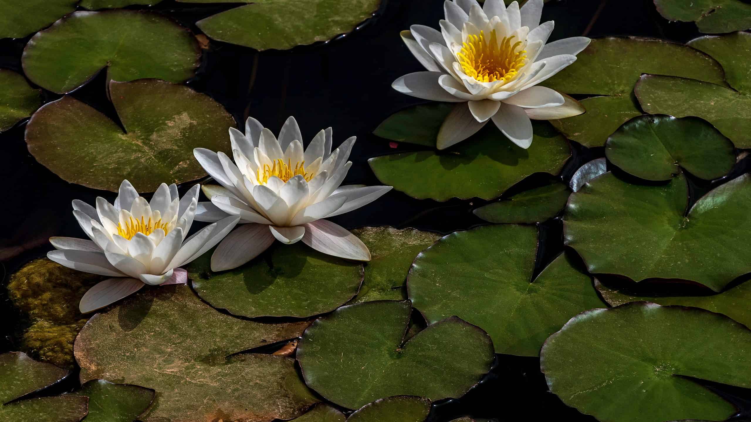 Water Lily: Meaning, Symbolism, and Proper Occasions - AZ Animals