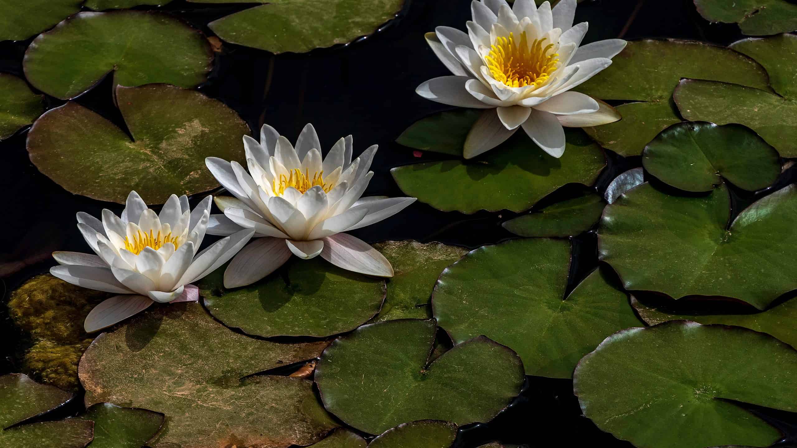 Water Lily Meaning Symbolism And Proper Occasions AZ Animals