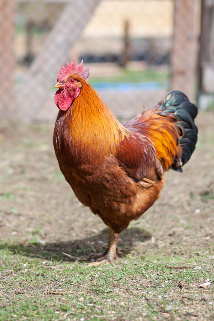 Roosters signal the Sun and are seen as timekeepers.