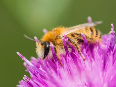 A Pantaloon Bee
