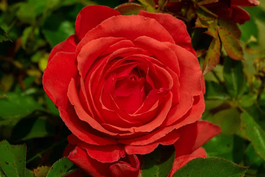 A red-orange rosa tropicana hybrid tea rose in full bloom