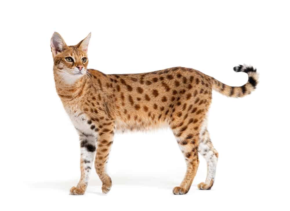 Distinction in Kinds of Savannah Cats With Photographs