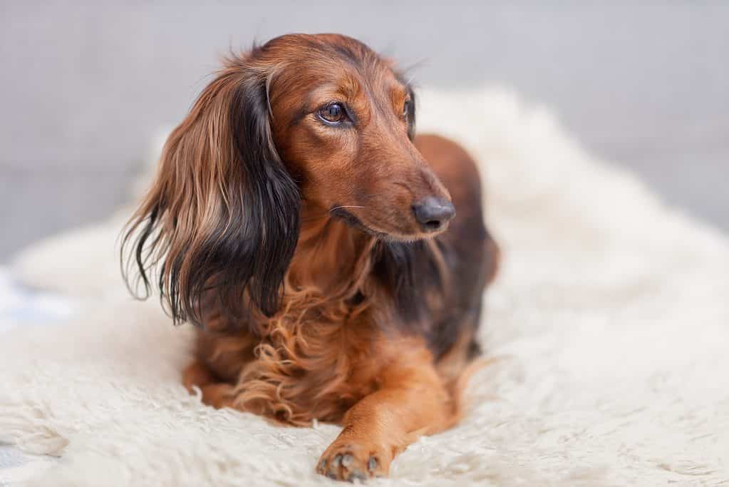 long-haired red dachshund lies on a fur bed at home, selective focus