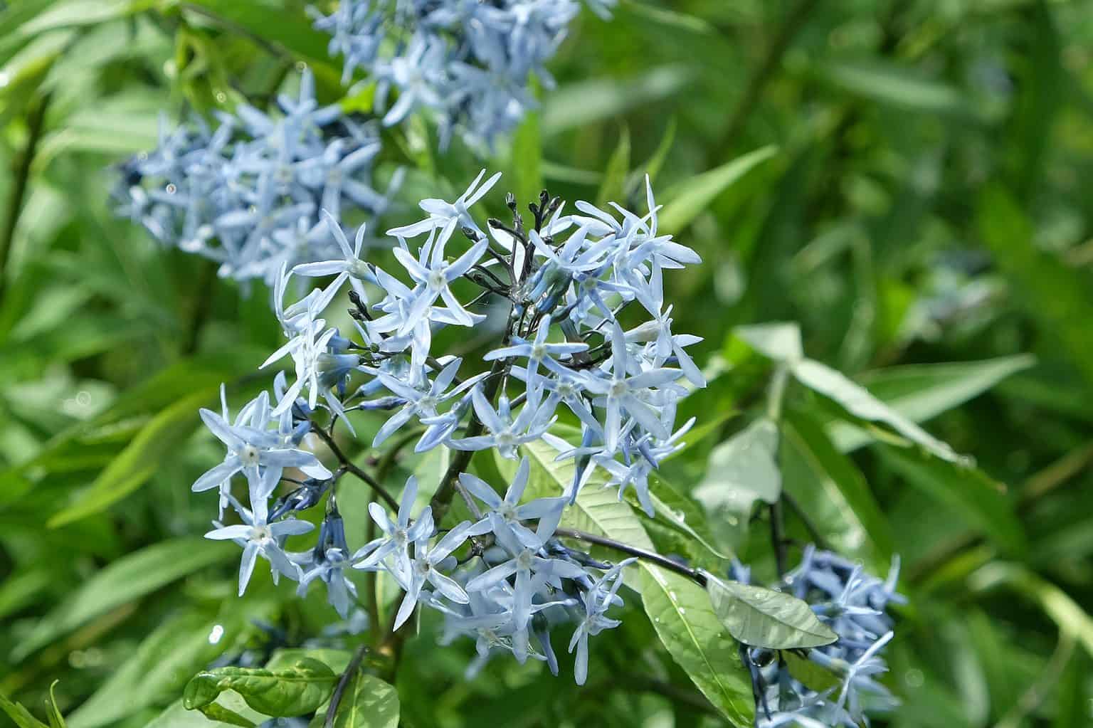 15 Best Perennial Flowers for Oklahoma AZ Animals