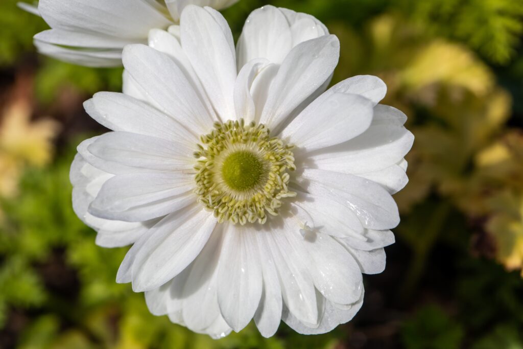 Anemone coronaria ‘The Bride’ - White Anemone