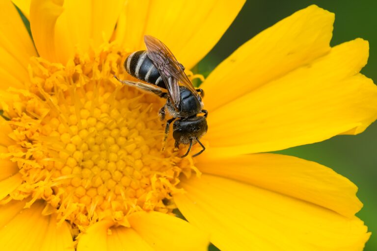 A Ligated Furrow Bee is collecting nectar from a yellow Lance-leaved Coreopsis flower. The bee's head is pointed toward the lower right corner of the frame. The flower is big and yellow. I takes up most of the frame.