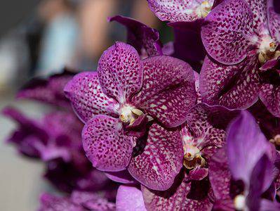 A 4 Types Of Variegated Orchids