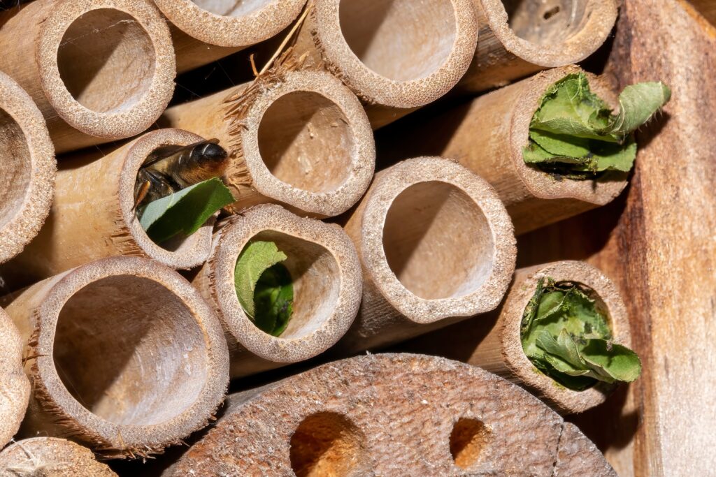 A solitary leaf cutter bee, taking a cut leaf into the garden insect hotel. The "hotel" Is a series of hollow bamboo or similar designed to lure the bees to the field.