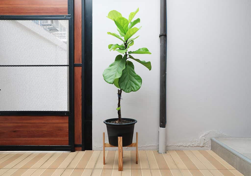 Fiddle Leaf Fig Tree in a Liner Pot