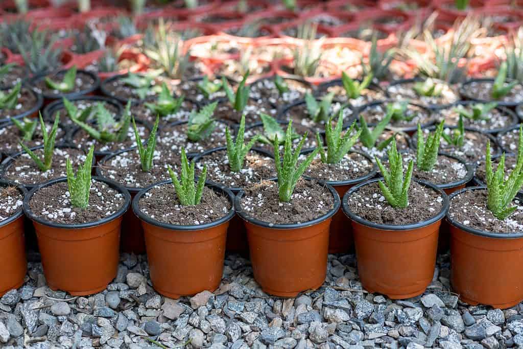 How to Grow Aloe Vera: Your Complete Guide